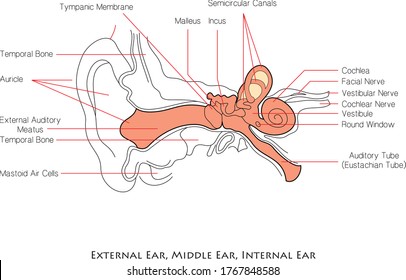 Ear Anatomy Parts Name Stock Vector (Royalty Free) 475545484 | Shutterstock