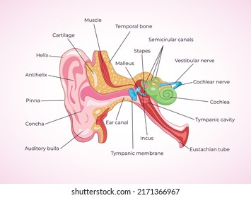 Human ear anatomy ears inner structure organ of hearing vector illustration