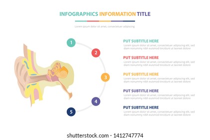 human ear anatomy infographic template concept with five points list and various color with clean modern white background - vector