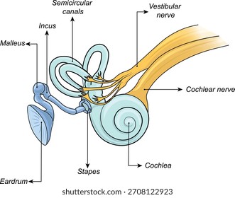 Anatomía del oído humano: oído interno y medio con cóclea y osículos, diagrama de Vector