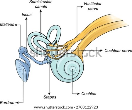 Human Ear Anatomy – Inner and Middle Ear with Cochlea and Ossicles, Vector Diagram