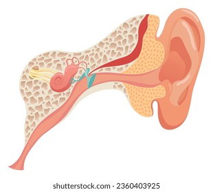 Human ear anatomy, structure anatomical diagram. Outer, middle and inner ear section concept. Eardrum, cochlea, eustachian tube and vestibular apparatus. Flat vector illustration for education