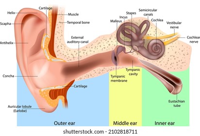 Human Ear Anatomy. Ear structure diagram. The human ear consists of the Outer, Middle and Inner ear.