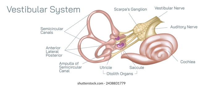 Human ear anatomy vector illustration. The vestibular system, in vertebrates, is a sensory system that creates the sense of balance and spatial orientation for the purpose of coordinating movement.