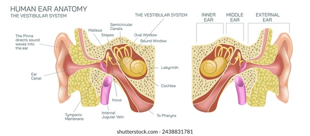 Ilustración del vector de la anatomía del oído humano. El sistema vestibular, en los vertebrados, es un sistema sensorial que crea la sensación de equilibrio y orientación espacial con el propósito de coordinar el movimiento.