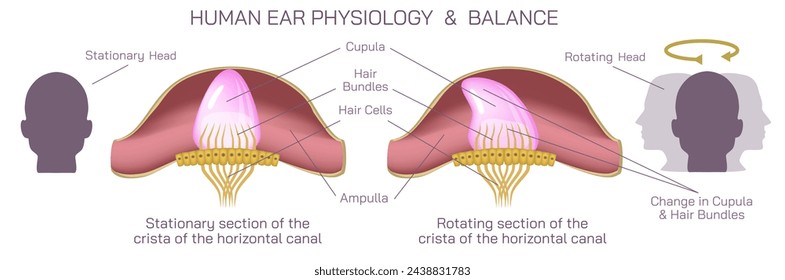 In: Human Ear Anatomy Vector Illustration. Das Vestibularsystem bei Wirbeltieren ist ein sensorisches System, das den Gleichgewichtssinn und die räumliche Orientierung zum Zweck der Bewegungskoordination schafft.