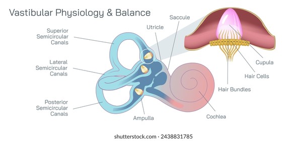 Human ear anatomy vector illustration. The vestibular system, in vertebrates, is a sensory system that creates the sense of balance and spatial orientation for the purpose of coordinating movement.