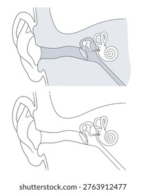Human ear anatomy vector illustration. Set of two medical diagrams showing the outer, middle, and inner ear structure in gray and outline styles. ENT Series.