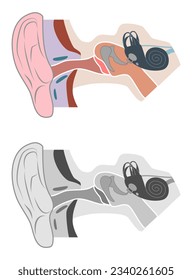 Human Ear Anatomy Vector Image