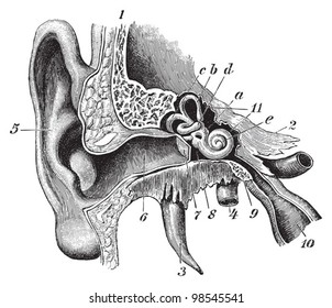 Human ear anatomy / vintage illustrations from Die Frau als Hausarztin 1911