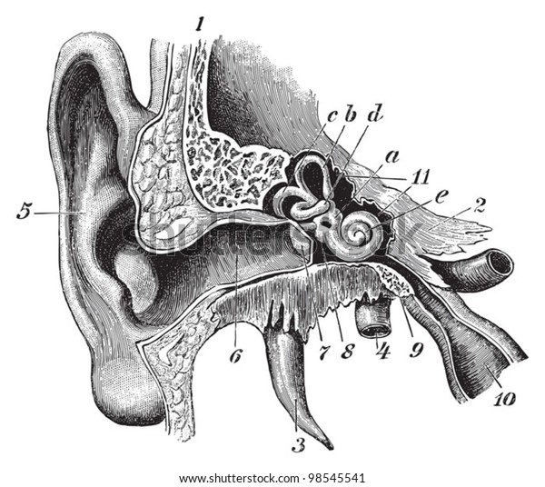 Human Ear Anatomy Vintage Illustrations Die Stock Vector (Royalty Free ...