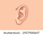 Human ear closeup. Design template of body part.