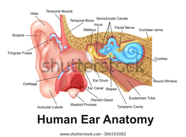 Human Ear Detailed Anatomy Stock Vector (Royalty Free) 386565082