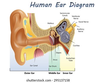Human Ear Diagram