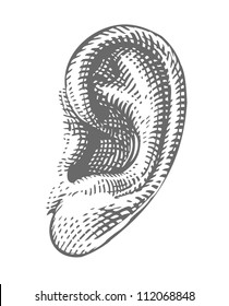 Human ear in engraved style