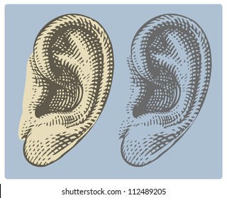 Human ear in engraved style