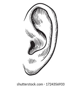 Human ear in engraved style,hand drawn visual

