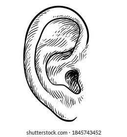 Human ear in engraved style,hand drawn visual
