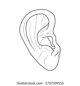 The human ear. EPS 10 vector stock illustration. Outline.