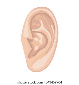 Human ear front view, vector illustration isolated on white background