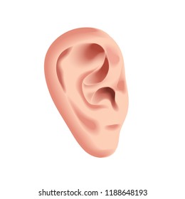 Human ear isolated on white photo-realistic vector illustration