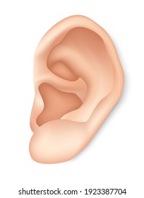 Human Ear Isolated On White Background.Graphic Vector