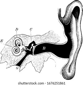 hammer anvil ear