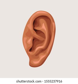 human ear on white background