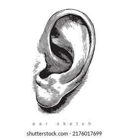 Human ear in pencil sketch engraved style, hand-drawn visual, already in vector form and size can be enlarged