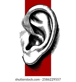 Human ear in pencil sketch engraved style, hand-drawn visual, in vector and can be enlarged