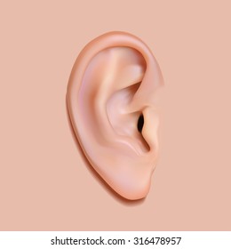 Human ear, photo-realistic vector illustration image.