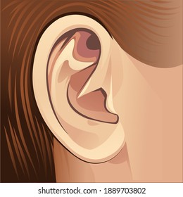 Human ear, side profile brown hair.