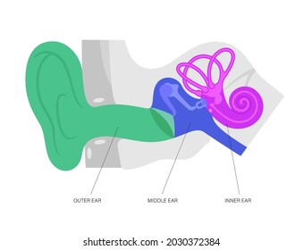 Human Ear Structure Anatomical Diagram. Outer, Middle And Inner Ear Section Concept. Eardrum, Cochlea, Eustachian Tube And Vestibular Apparatus Anatomy Flat Vector Illustration For Clinic Or Education