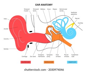 Human Ear Structure Anatomical Diagram. Outer, Middle And Inner Ear Section Concept. Eardrum, Cochlea, Eustachian Tube And Vestibular Apparatus Anatomy Flat Vector Illustration For Clinic Or Education