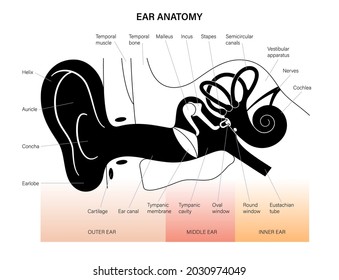 Human ear structure anatomical diagram. Outer, middle and inner ear section concept. Eardrum, cochlea, eustachian tube and vestibular apparatus anatomy flat vector illustration for clinic or education