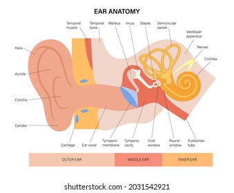 Human ear structure anatomical diagram. Outer, middle and inner ear section concept. Eardrum, cochlea, eustachian tube and vestibular apparatus anatomy flat vector illustration for clinic or education