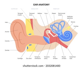 Human ear structure anatomical diagram. Outer, middle and inner ear section concept. Eardrum, cochlea, eustachian tube and vestibular apparatus anatomy flat vector illustration for clinic or education