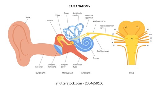 Human ear structure anatomical diagram. Vestibulocochlear nerve anatomy and connection between vestibular apparatus and brain. Outer, middle and inner ear sections. Brainstem flat vector illustration