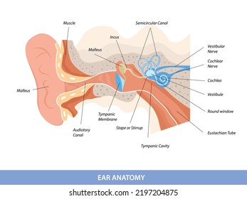 Human ear structure anatomical diagram