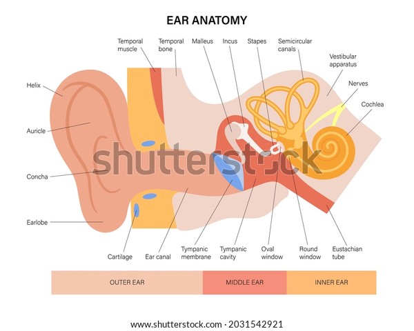 Human ear structure anatomical diagram. Outer,
middle and inner ear section concept. Eardrum, cochlea, eustachian
tube and vestibular apparatus anatomy flat vector illustration for
clinic or education
