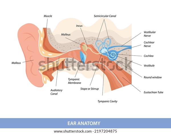 사람 귀 구조 해부도 스톡 벡터(로열티 프리) 2197204875 | Shutterstock
