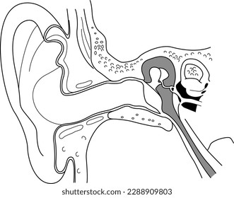 human ear structure cross section