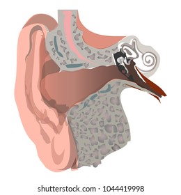 Human Ear Structure Cut View. Vector Illustration