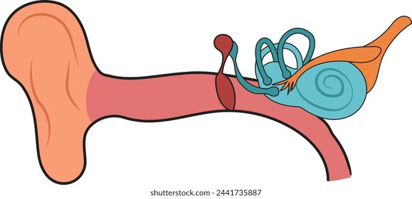 Human Ear Structure Illustration Diagram