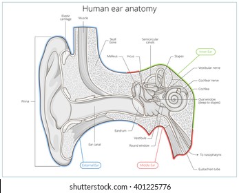 Diagram Ear Images, Stock Photos & Vectors | Shutterstock