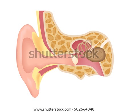 Human Ear Structure Medical Educational Science Stock Vector (Royalty