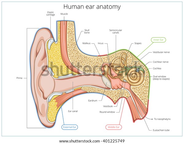 人間の耳構造医学教育科学のベクターイラスト 耳の解剖学 のベクター画像素材 ロイヤリティフリー