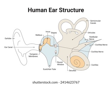 Human Ear Structure Science Design Vector Illustration Diagram