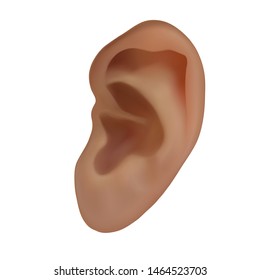 Human ear. Vector realistic illustration isolated on white background.