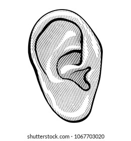 Human ear in vintage retro engraved etching woodcut style